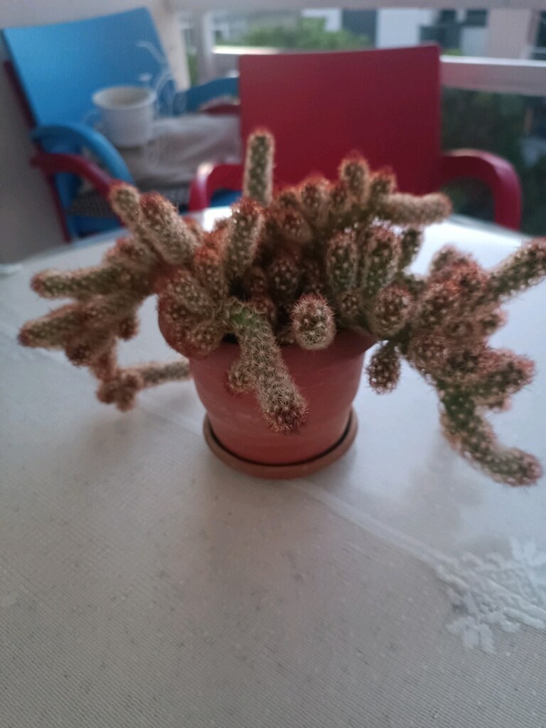 KAKTÜS PEMBE ÇİÇEK AÇAR - 4