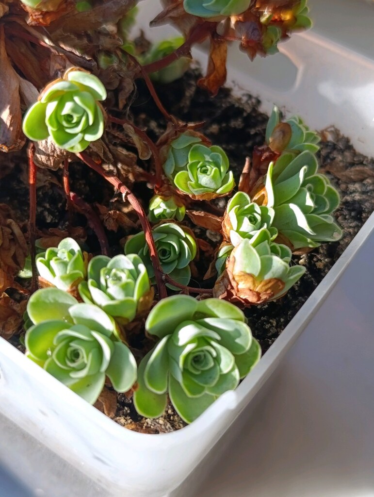 Greenovia Dodrantelis Aeonium Sukulent - 8