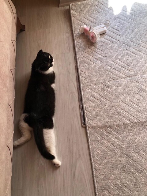 Eşyalı Evime Arkadaş