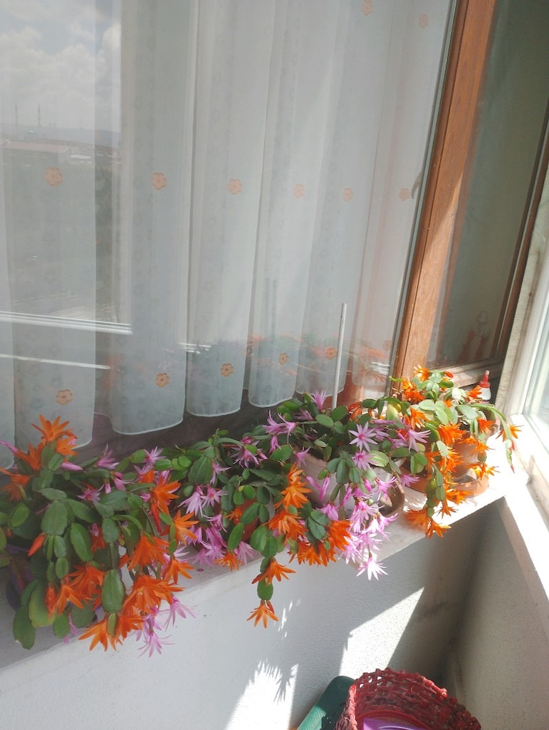 canlı çiçek - 3