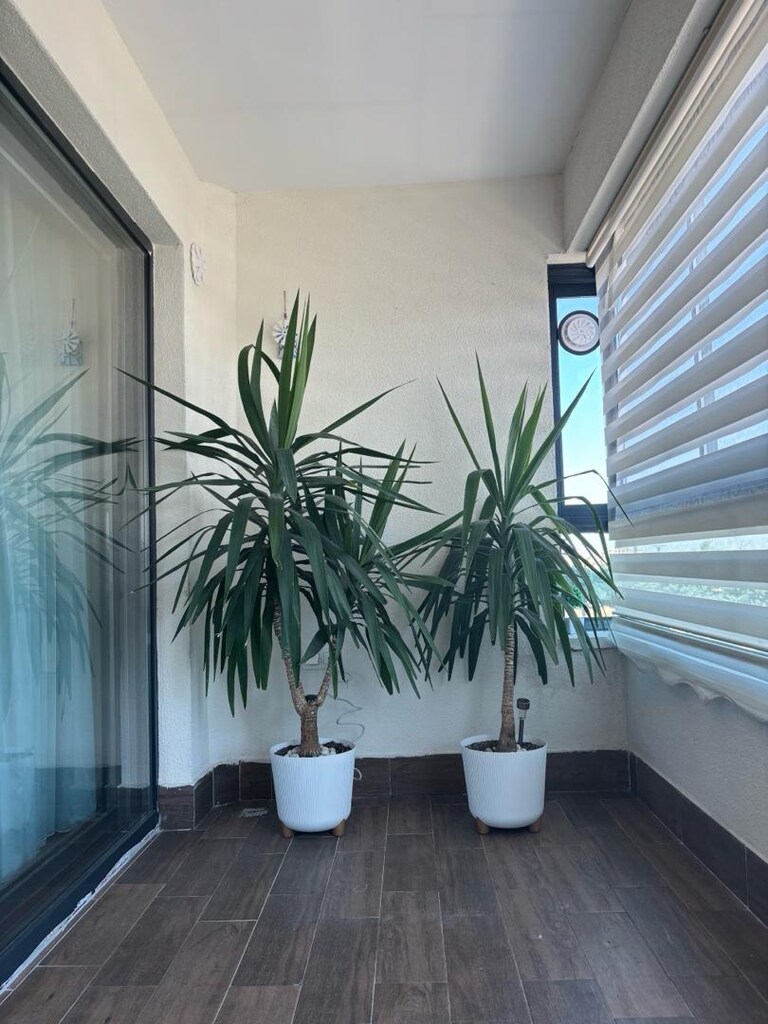 yukka - ofis ve ev çiçeği - 6