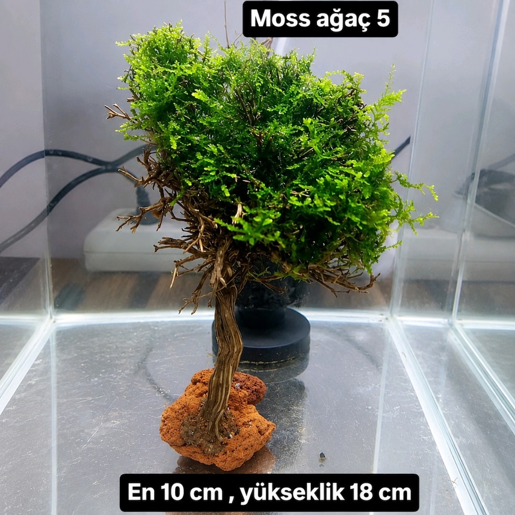 Mosslu ağaç çesitleri - 3