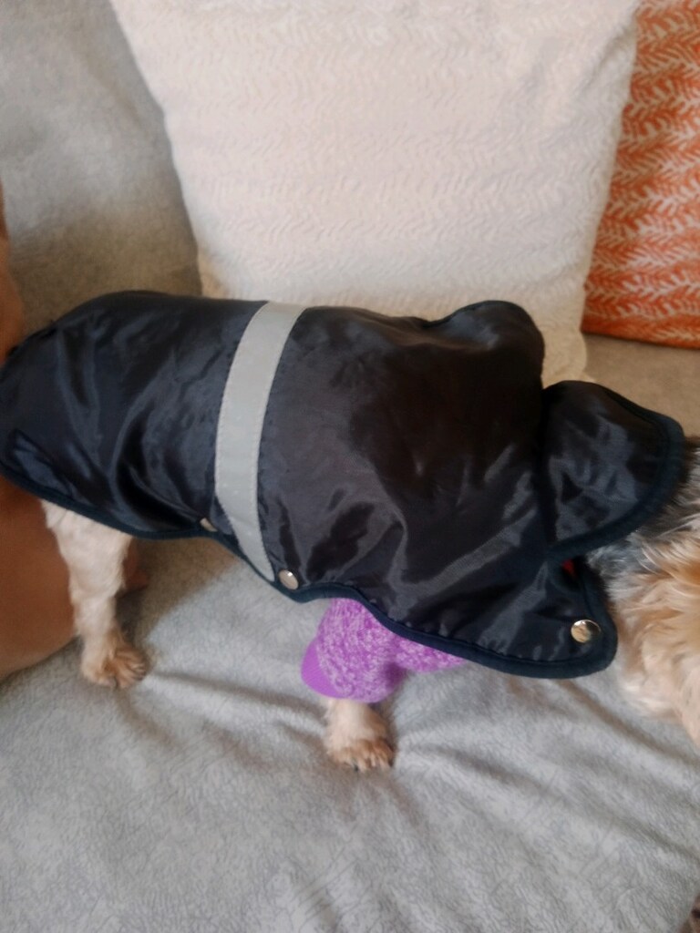 küçük ırk köpek giysisi 0 numara - 3