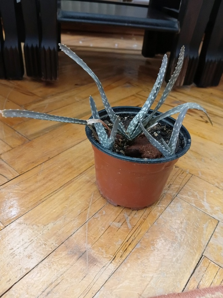 15 cm büyüklüğünde gerçek aloevera 2 yavrulu - 2