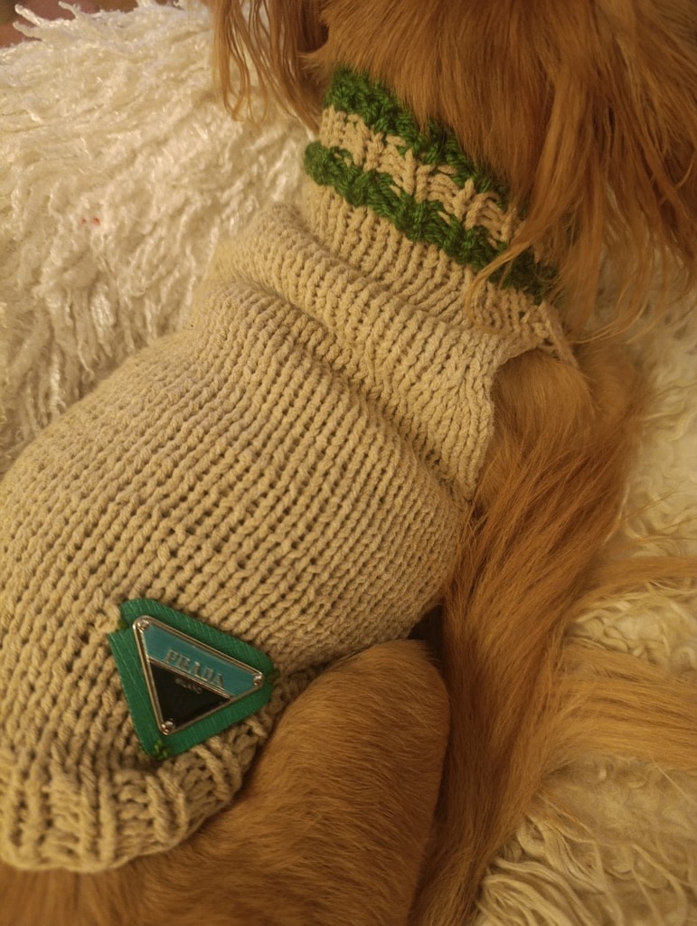 köpek giyim - 2