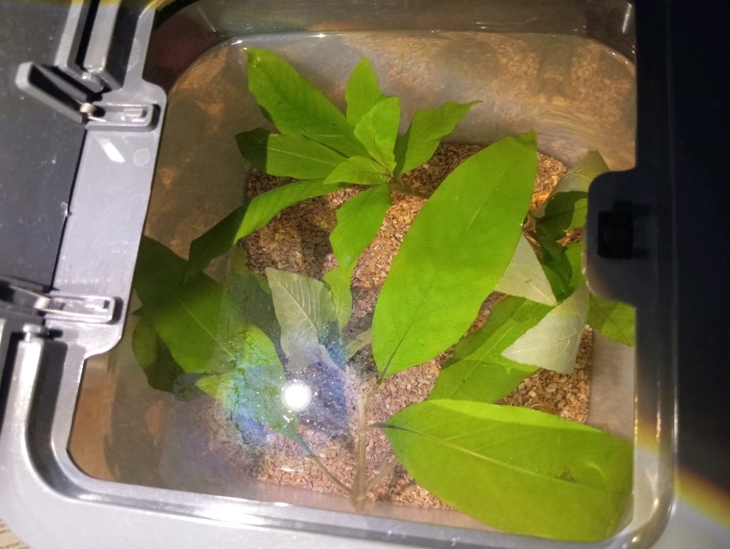 Akvaryum Limon Bitkisi - 6
