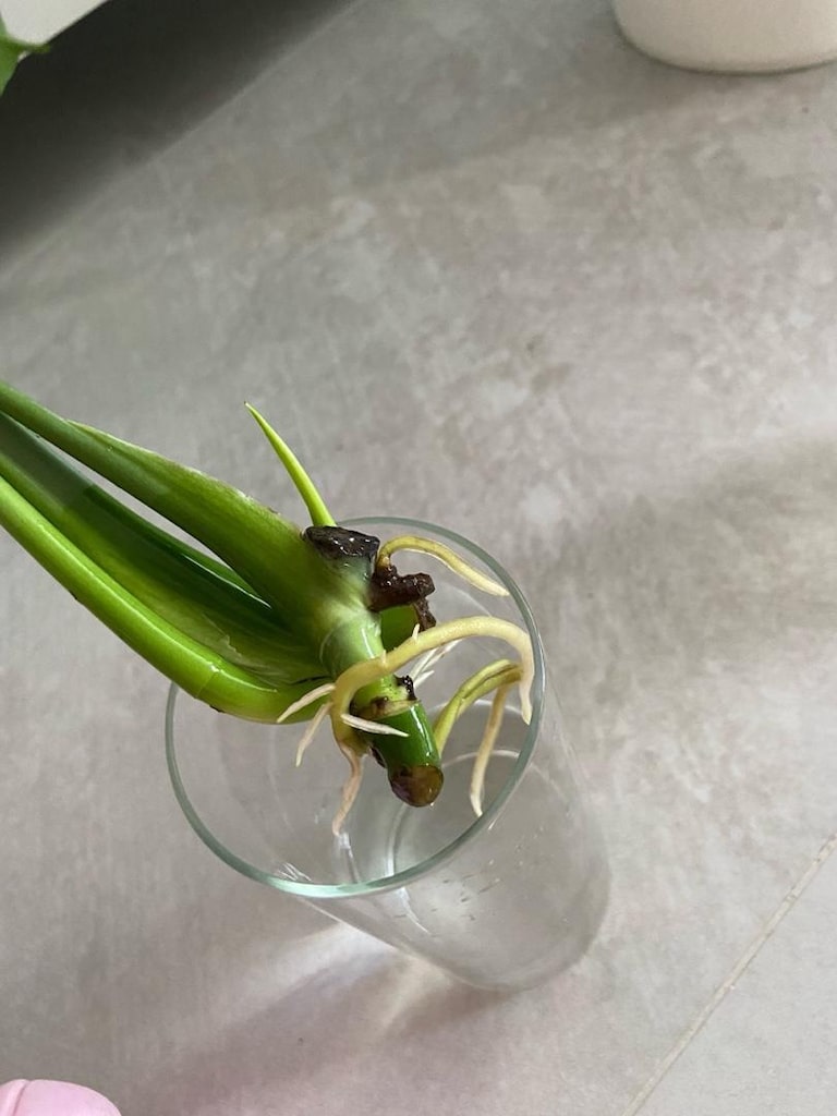 canlı bitki monstera deve tabanı köklü çelik - 6