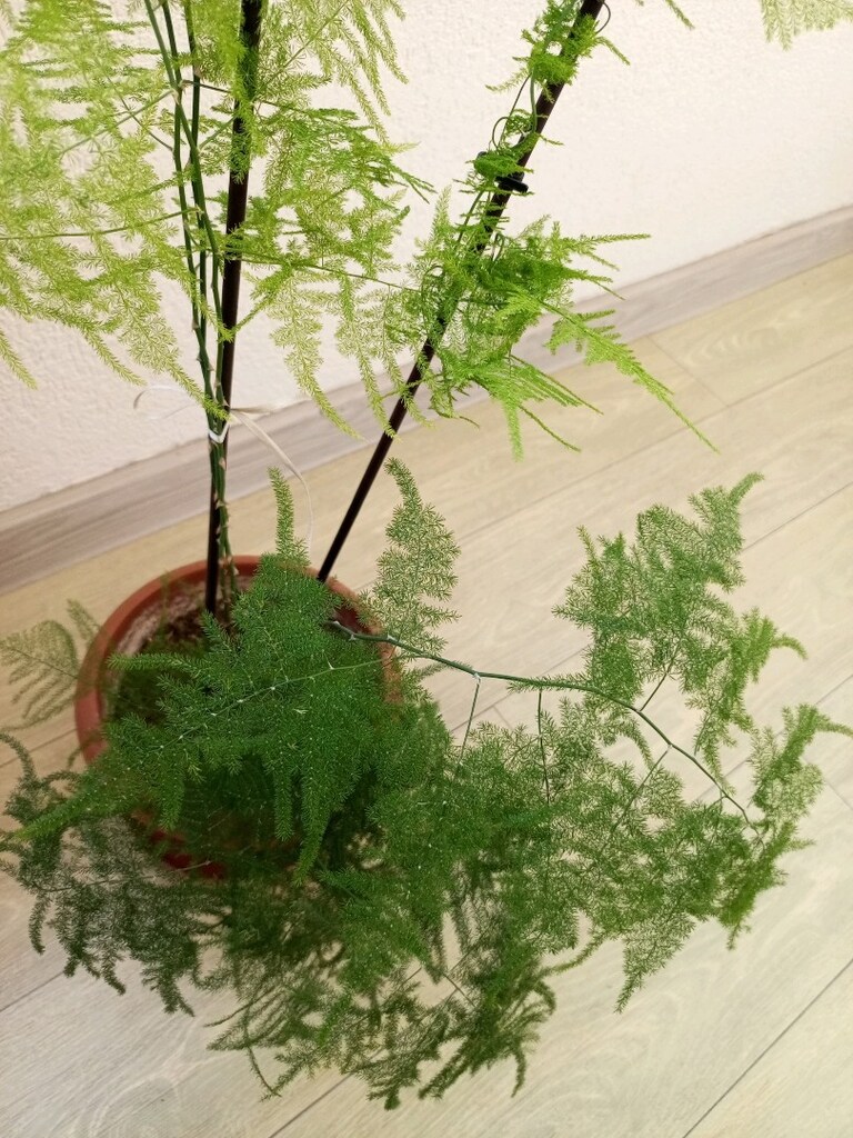 kuş konmaz cıcegı - 4