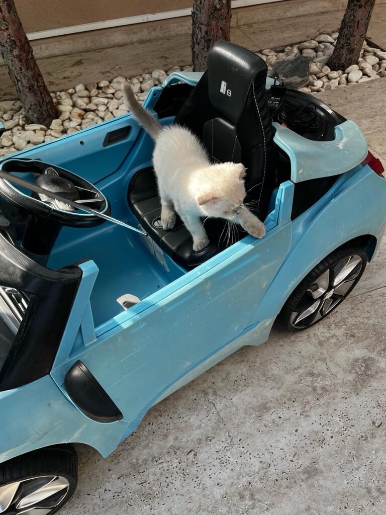 Mavi BMW Akülü Araba - 12