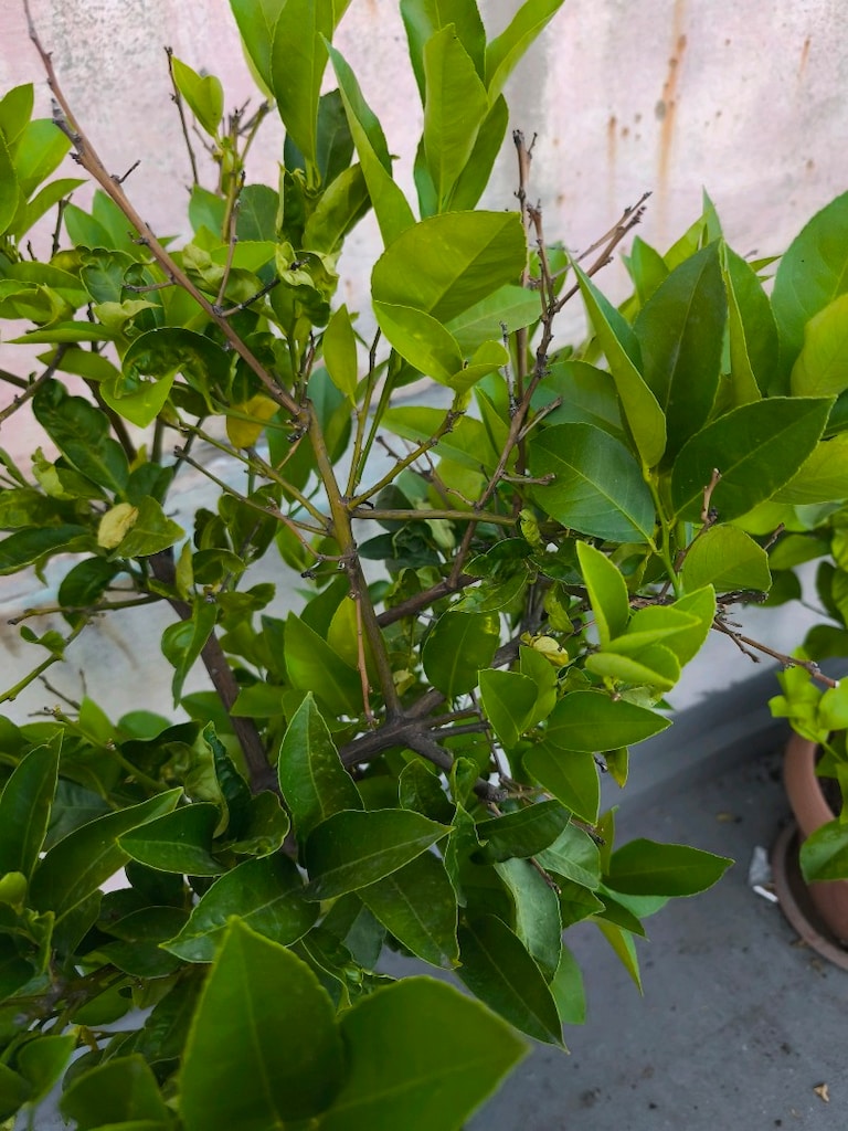 Limon Ağacı - 3