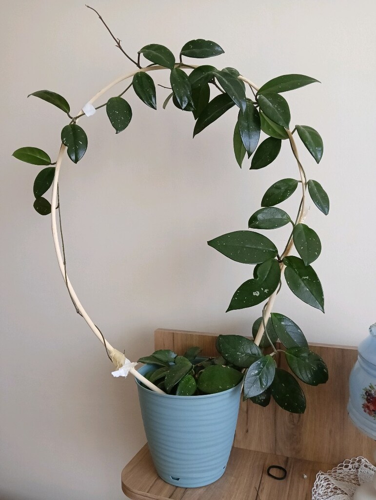 mum cicegi - 2