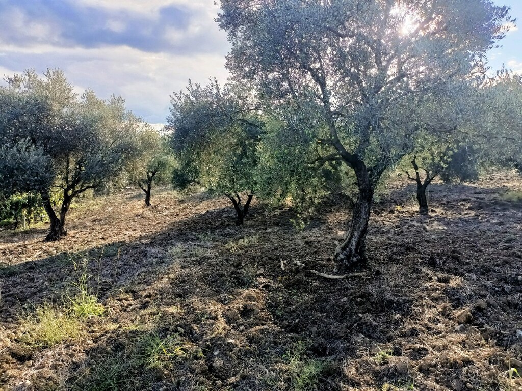 yıllanmış zeytin ağaçları satılık - 2