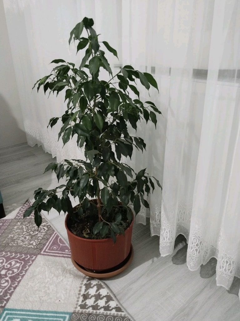 canlı çiçek bencemin - 5