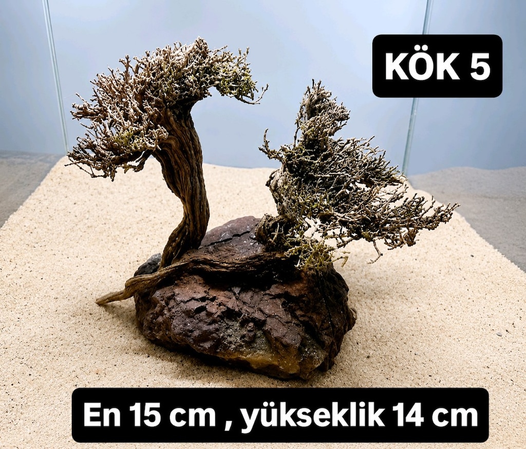 Moss ağaç - 9