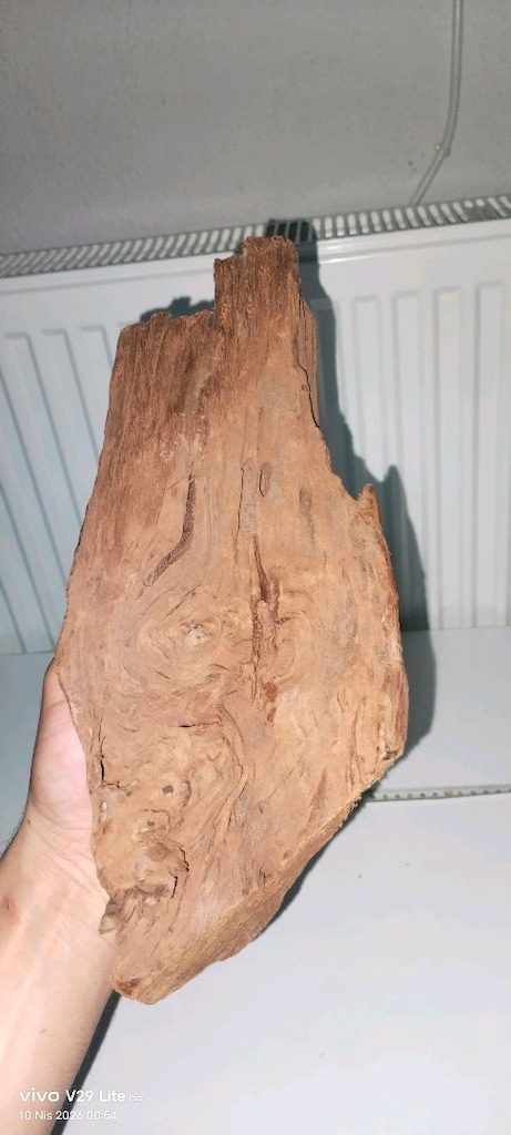 30 CM DOĞAL MANGROW KÖK - 4