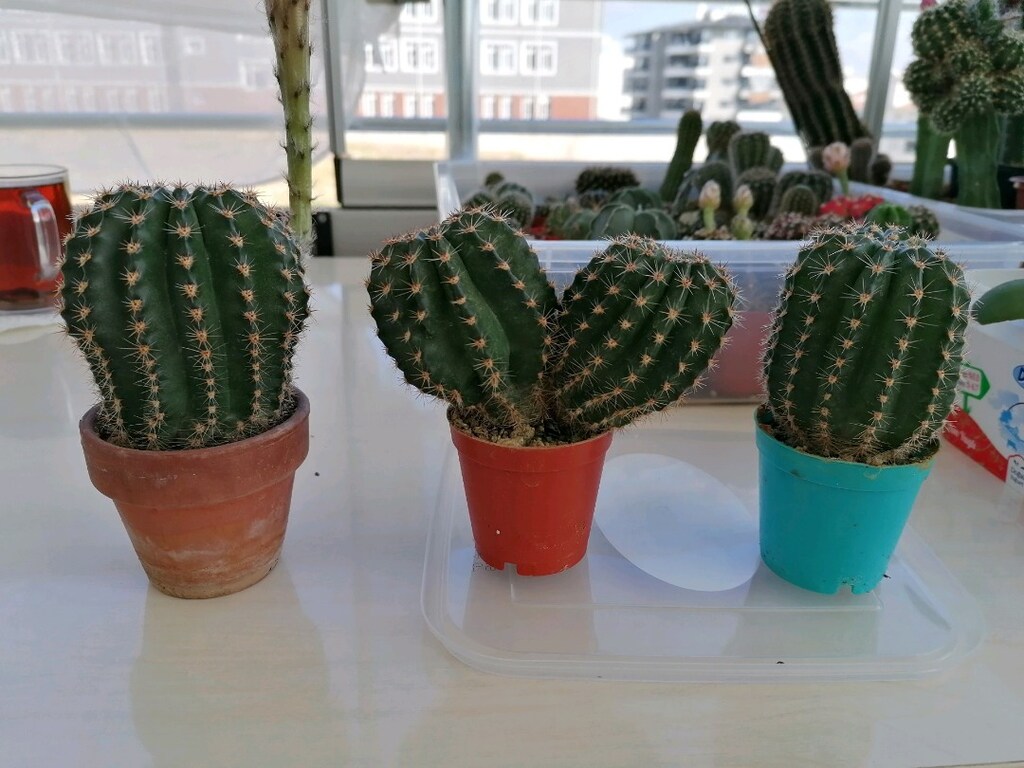 Echinopsis Hibrit - 4