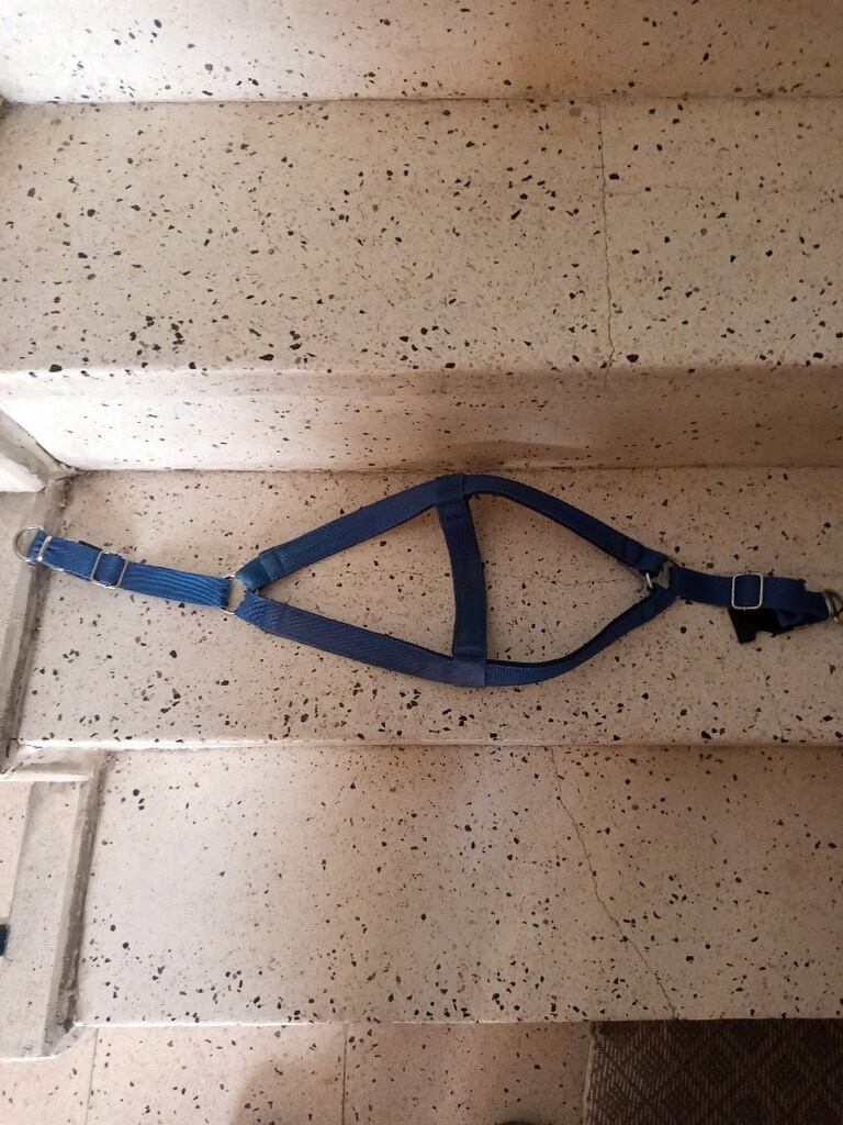 köpek vücut taşması - 2
