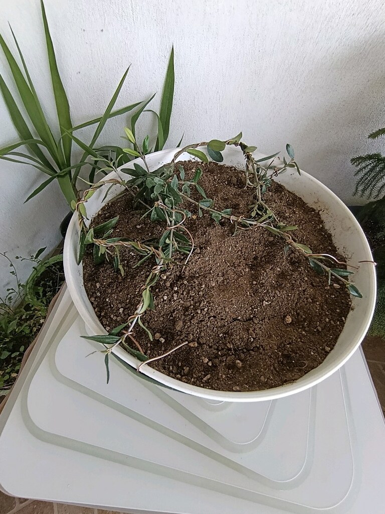 bonsai - 6