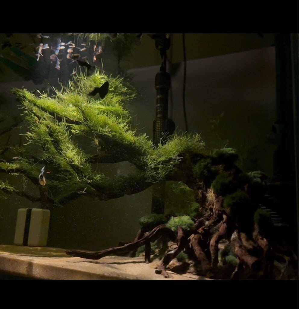 ULTRA CLEAR TASARIM AKVARYUM - 3