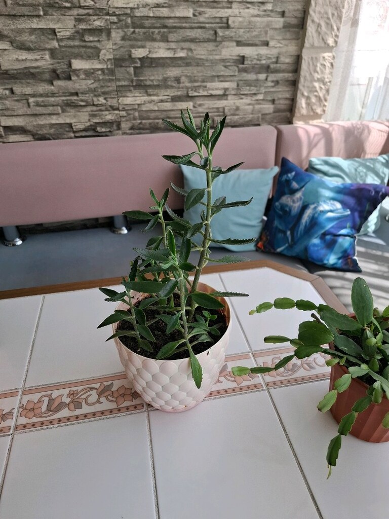 çiçek ( 2 saksı 550₺ ) - 6