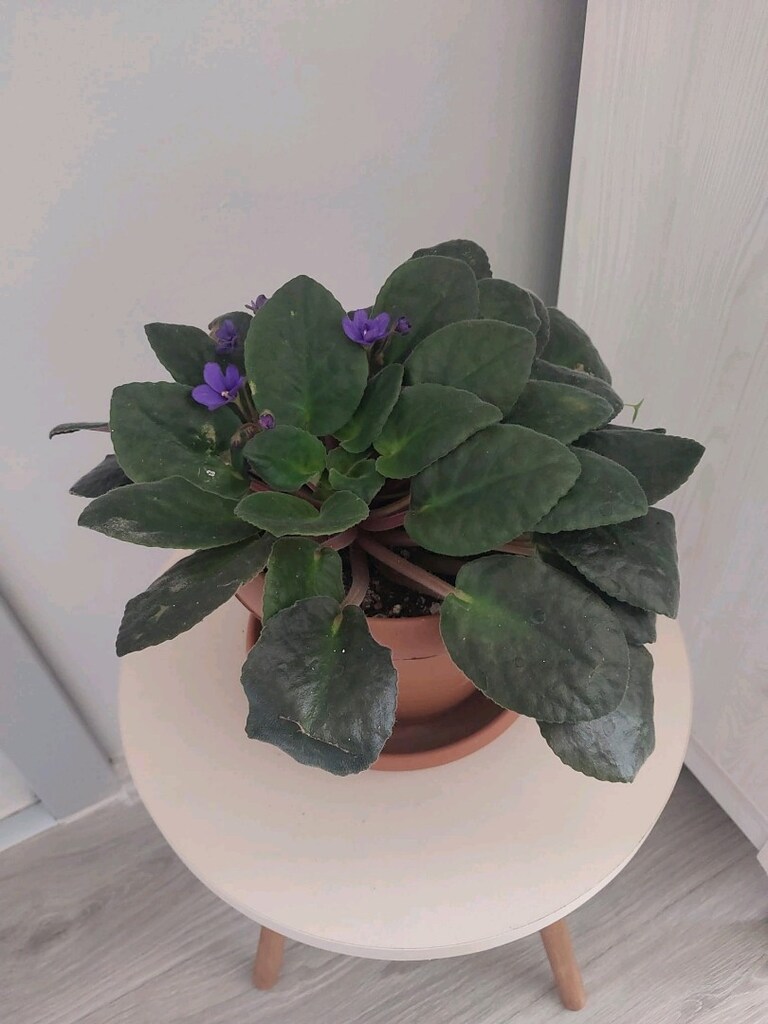 Mor Menekşe - 7