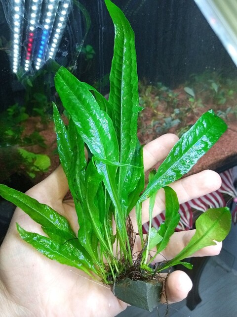 JAVA FERN AKVARYUM BİTKİSİ
