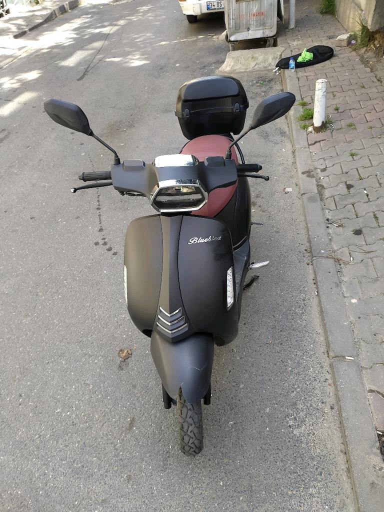 Küba bluebird - 6