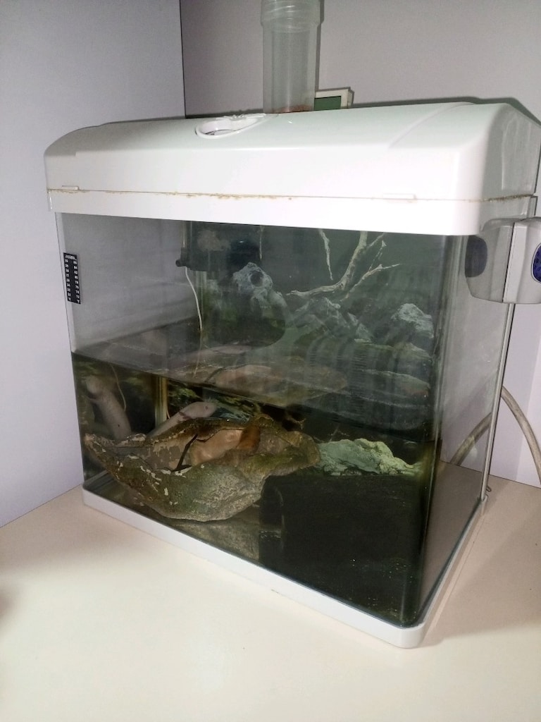 Akvaryum ve Aksolotl - 2