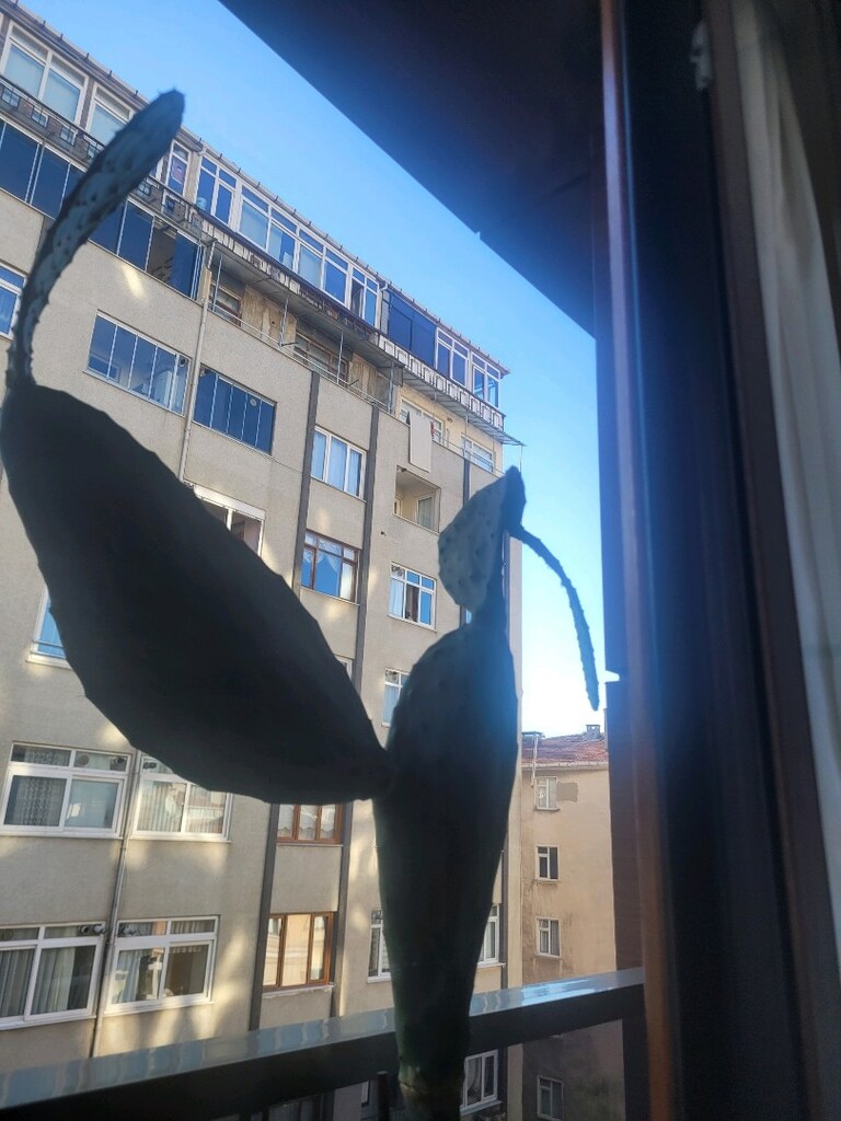 Kaktüs Çiçeğim 1.5 metre cok dalli Saksili Satılık - 3