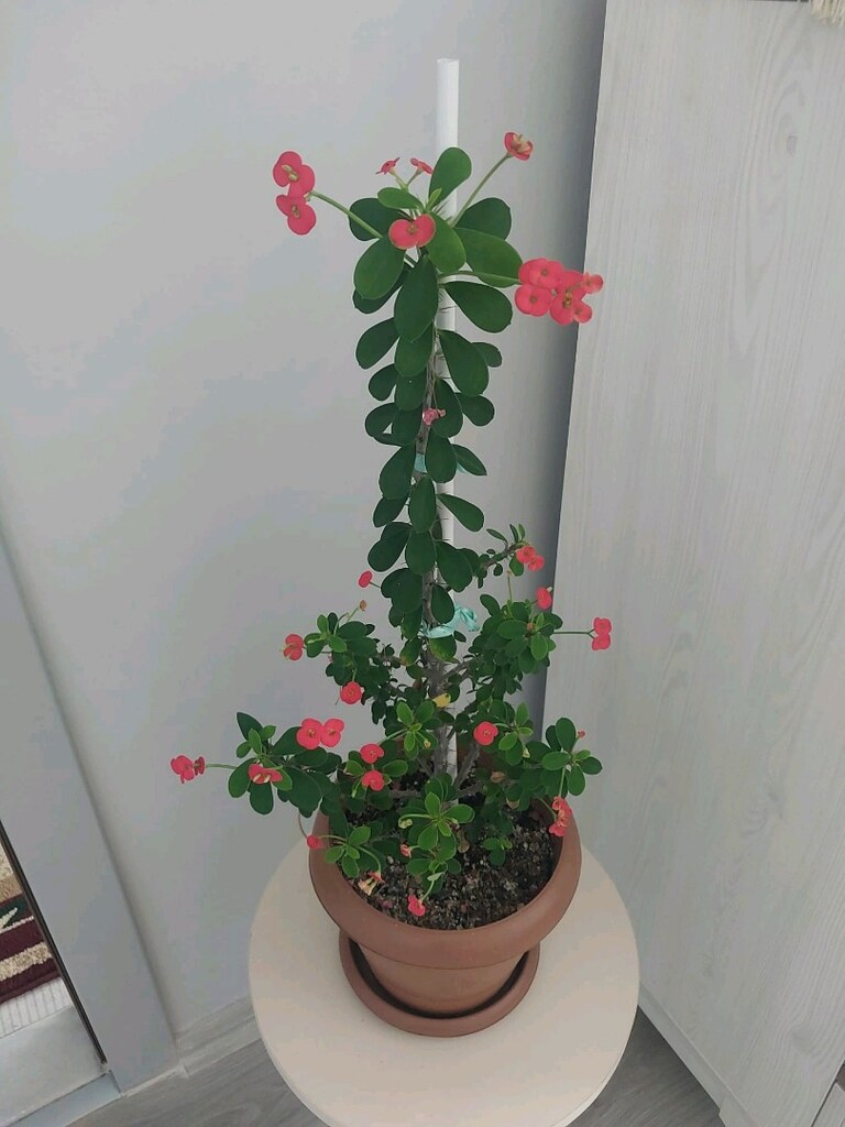 Dikenler Tacı Çiçeği - 2