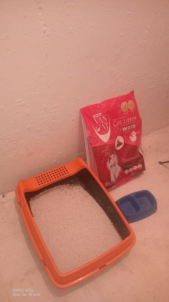 Açık kedi tuvaleti - 2