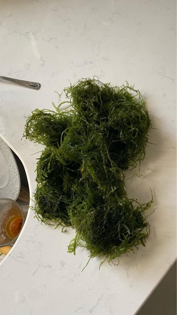 Akvaryum Moss Bitkisi – Canlı, Sağlıklı, Toplu Satış - 2