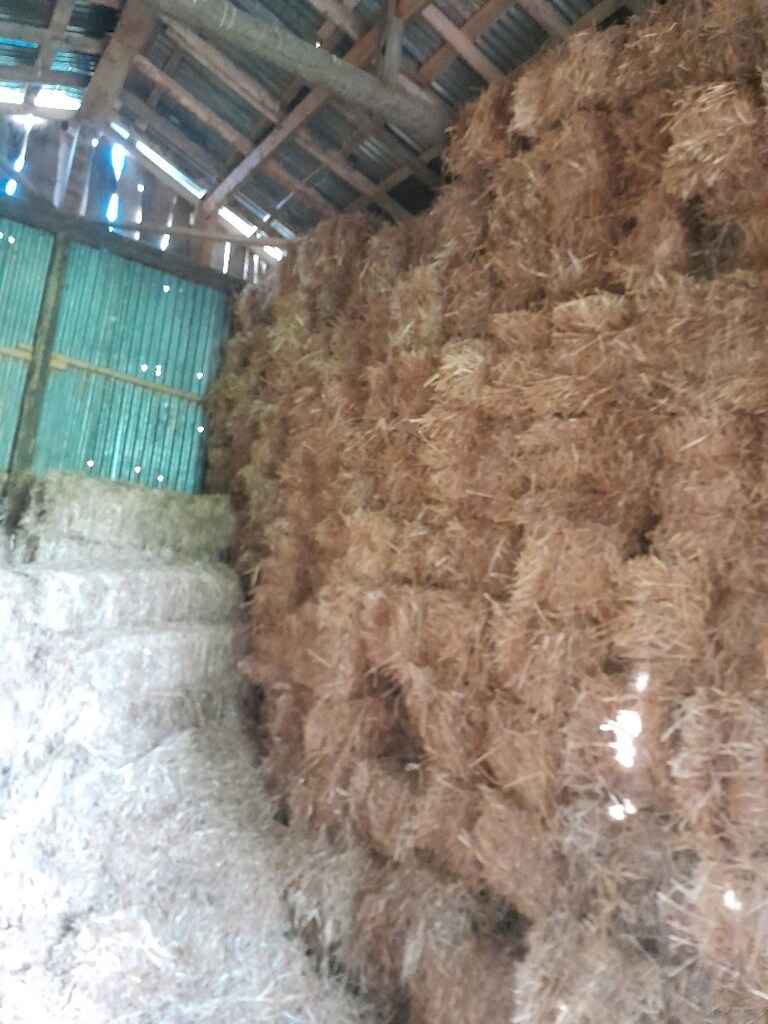 Saman balyesi - 4