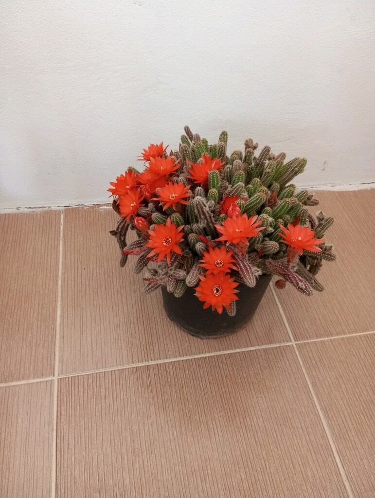 çiçek kaktüs - 2