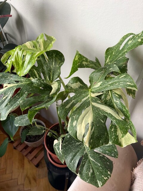 Monstera (Devetabanı) Thai