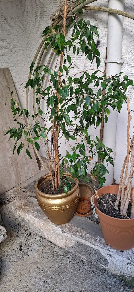 Bünyamin çiçegi - 5