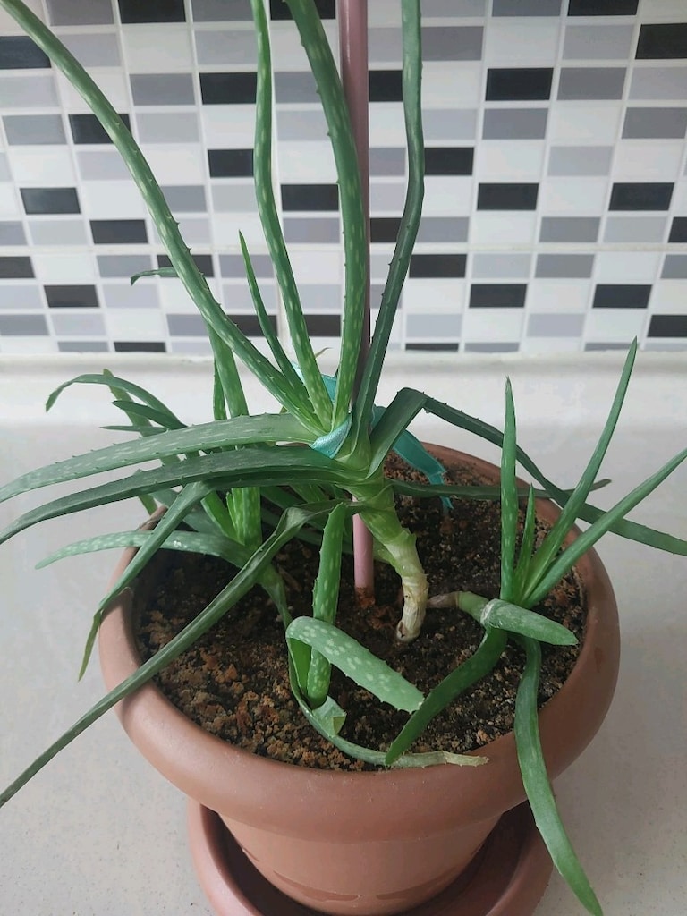 Aloe Vera - 9