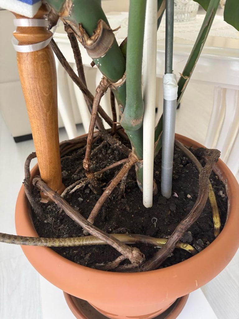 Dev Boy / Koleksiyonluk Monstera Deliciosa (Deve Tabani) - 5