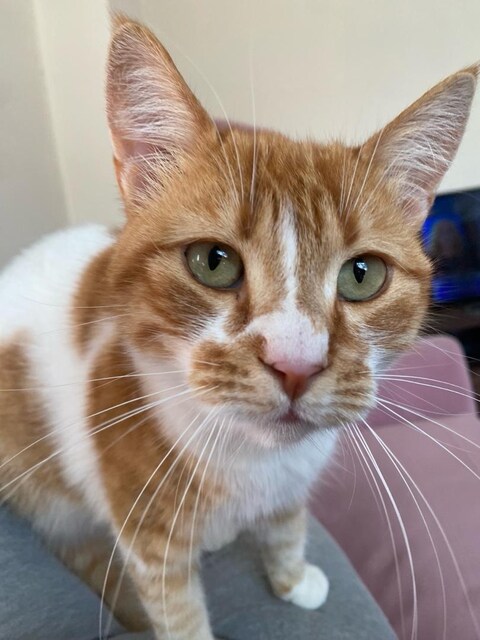 EVDE KEDİ BAKIMI