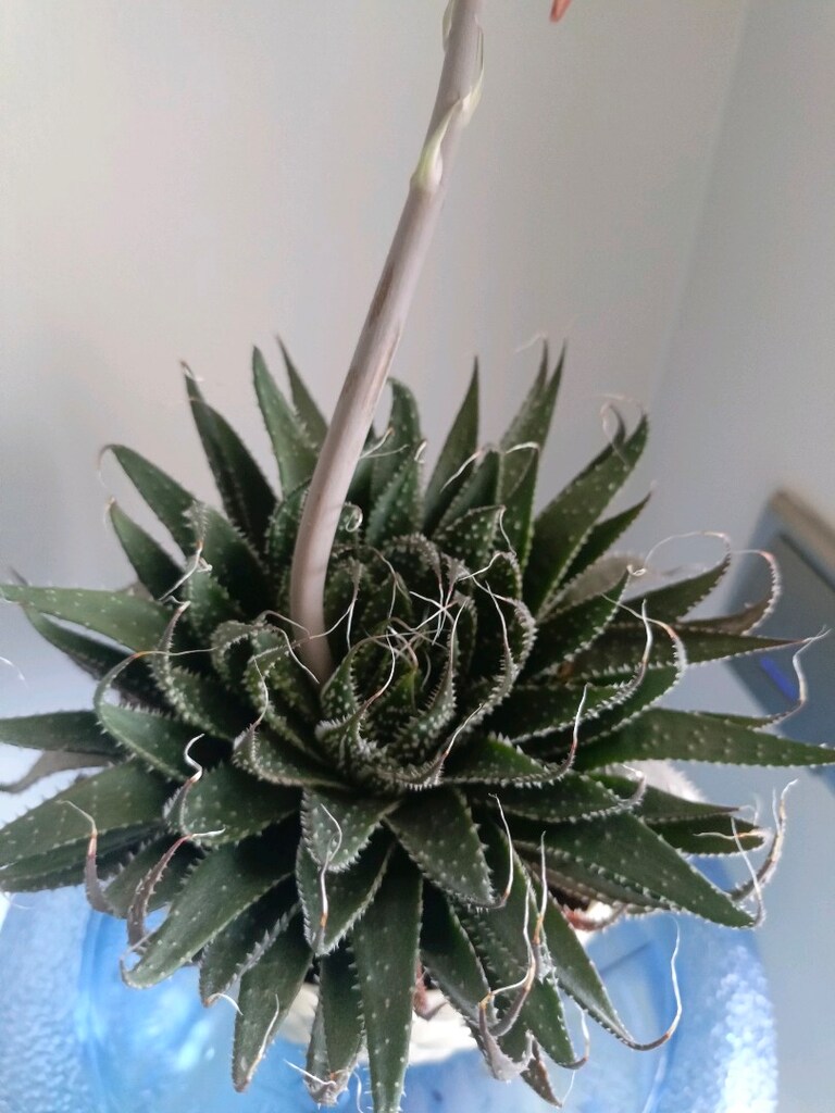 Aloe aristata skulent - 2