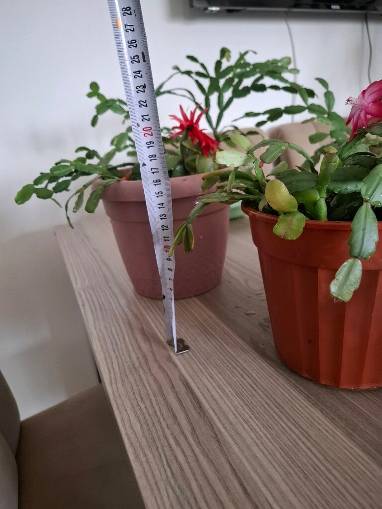 Canlı çiçekler ( tanesi 250₺) - 2