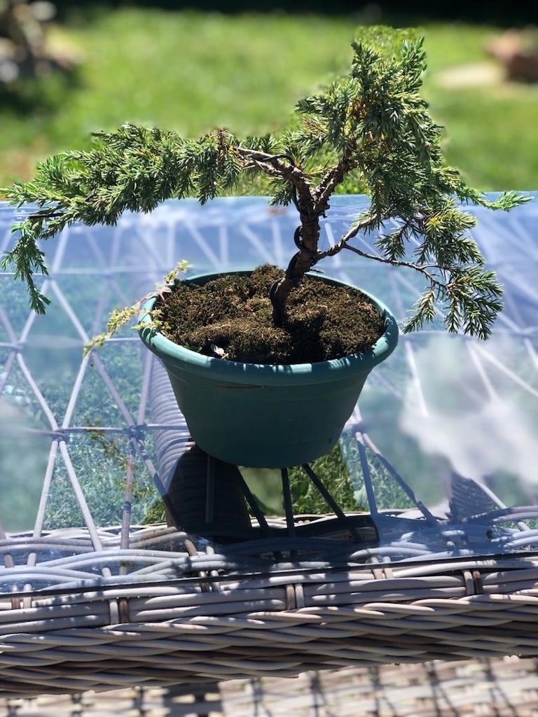 Bonsai Bitkisi - 3