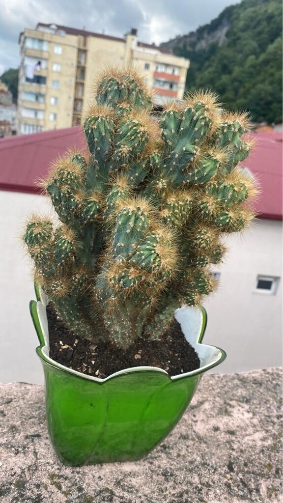 çiçek - 2