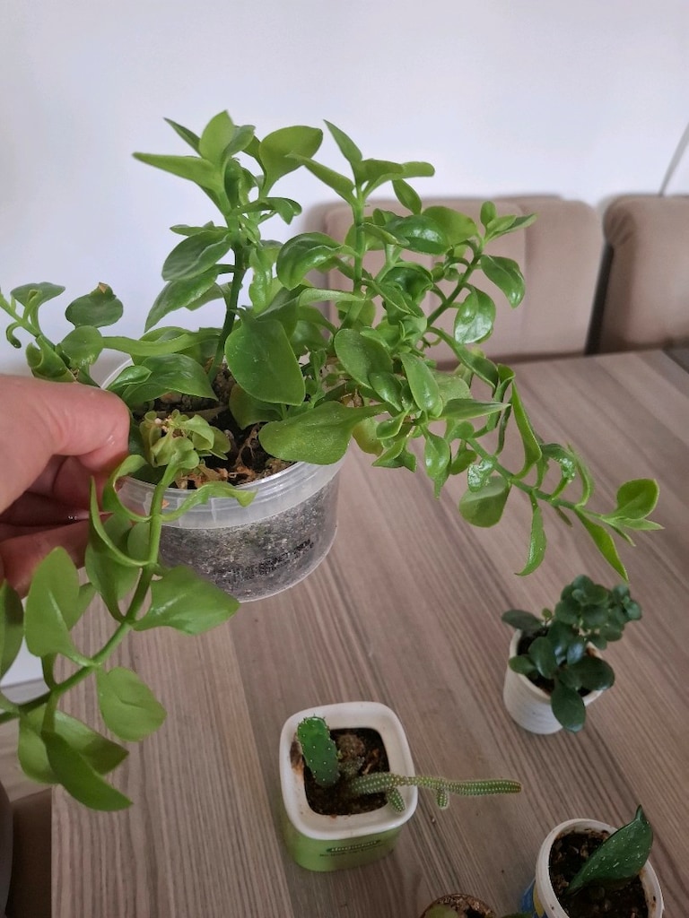 mini kaplarda 5 farklı çiçek 100₺ - 4
