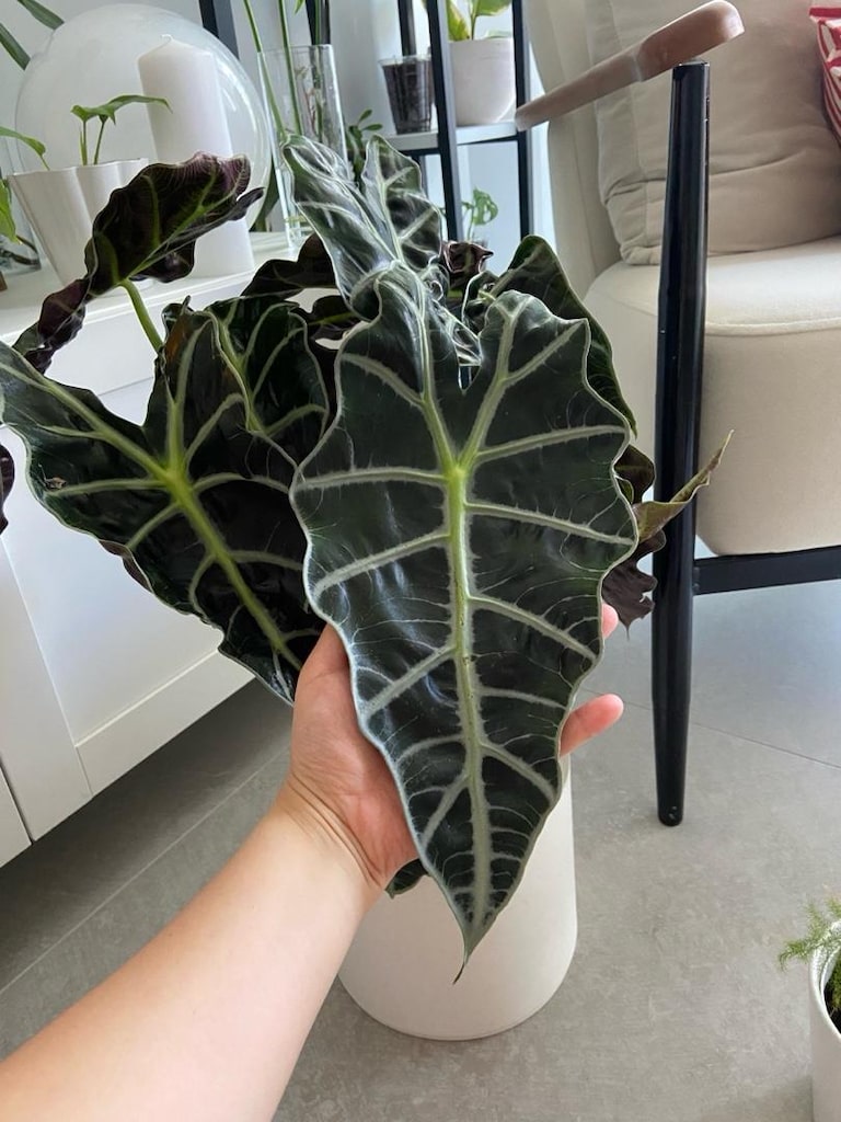 canlı salon bitkisi alocasia polly