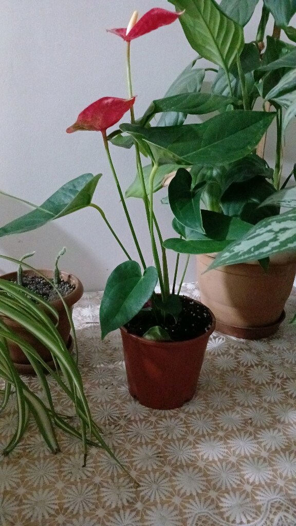 ev balkon çiçekleri - 20