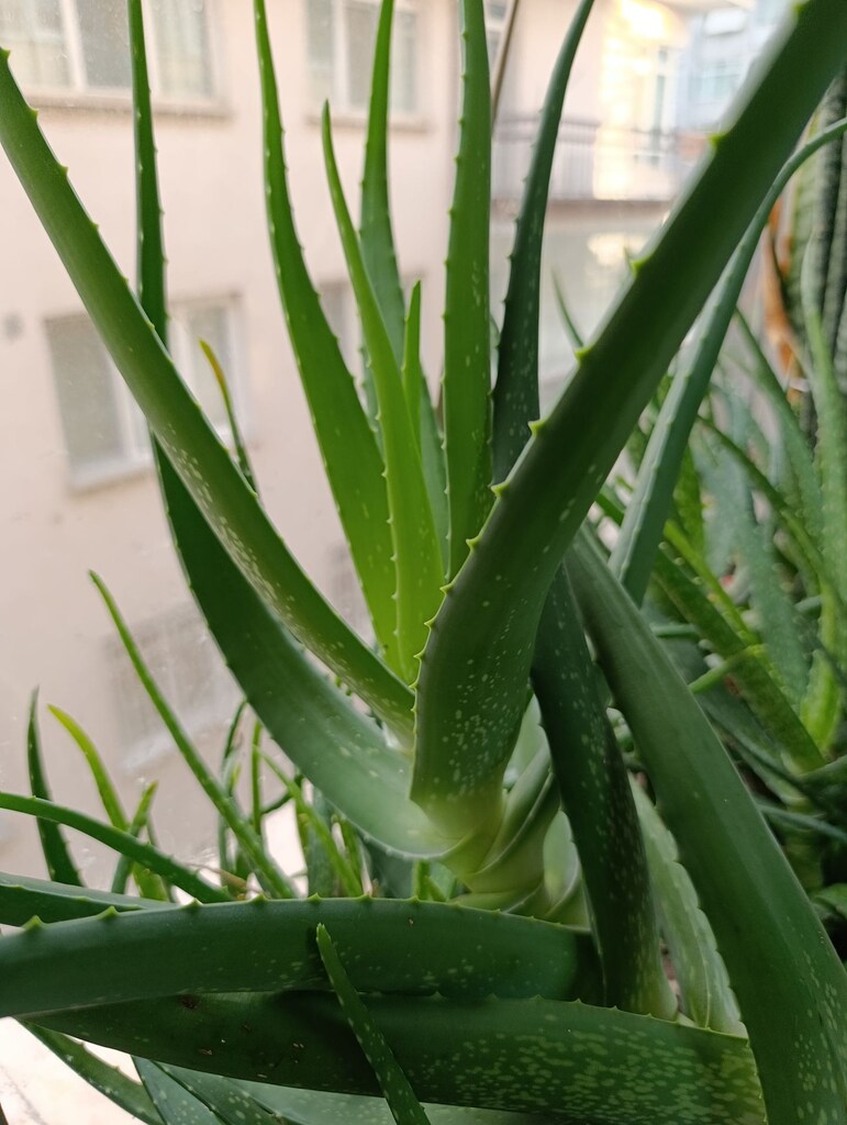 Aloevera - 2