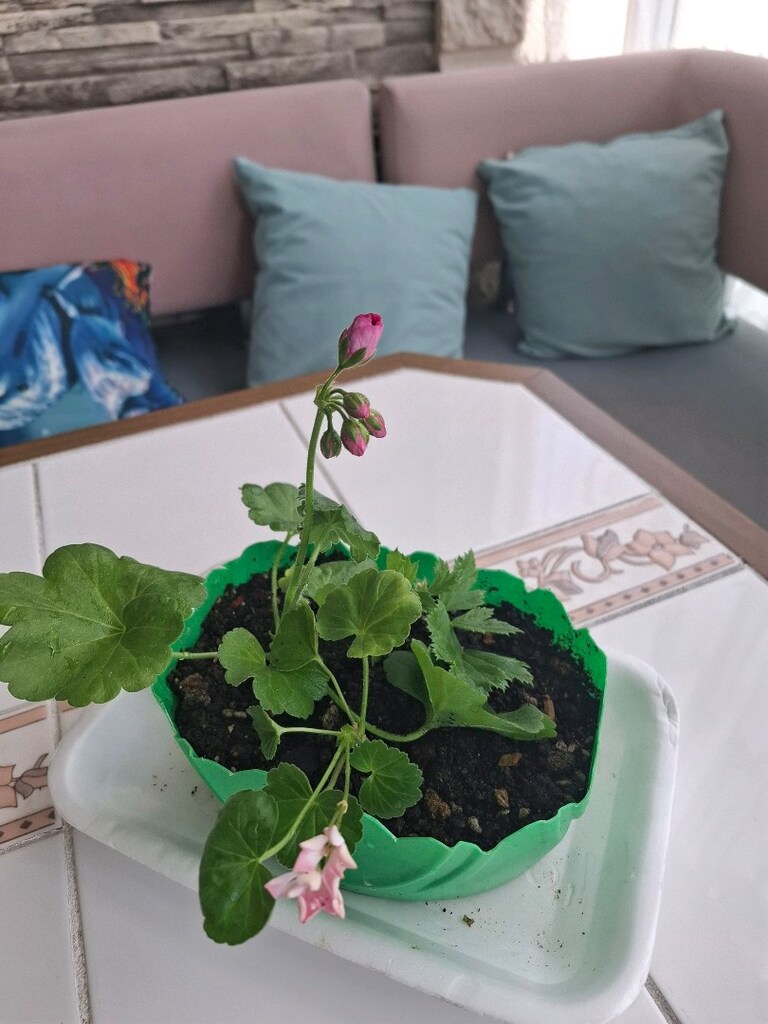 pembenin 3 tonu sardunya çiçeğii - 2