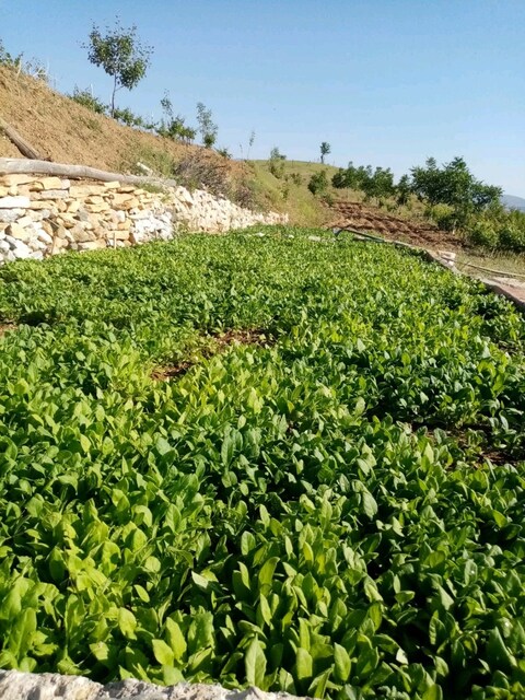 Tütün Sediri