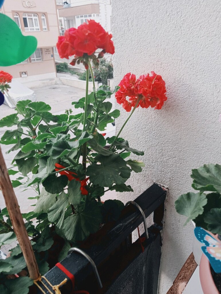 sardunya cicegi - 3